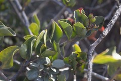 Tristerix corymbosus