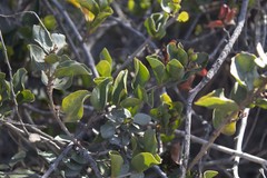 Tristerix corymbosus