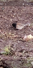 Junco