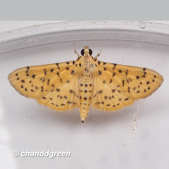 Conogethes punctiferalis