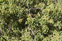 Aristotelia chilensis