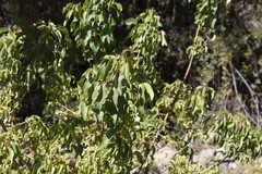 Aristotelia chilensis