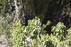 Aristotelia chilensis