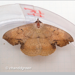 Hypopyra contractipennis