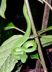 Trimeresurus macrops
