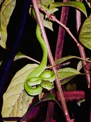 Trimeresurus macrops
