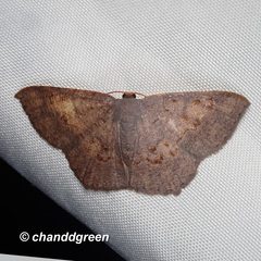 Serratophyga subangulata