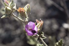 Sphaeralcea obtusiloba