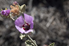 Sphaeralcea obtusiloba