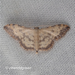 Idaea phaeocrossa