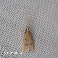 Lecithocera aulicousta