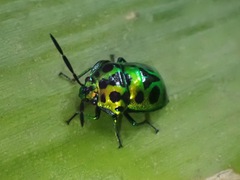 Chrysocoris dilaticollis