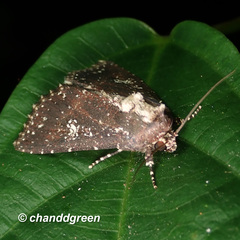 Condica albigutta