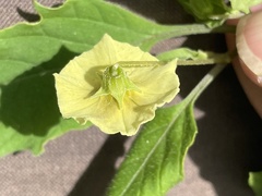 Physalis pubescens