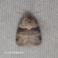 Stictane rectilinea chinesica