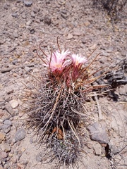 Coryphantha clavata