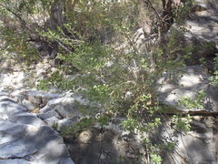 Brickellia baccharidea