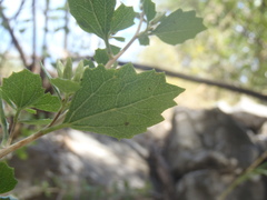 Brickellia baccharidea