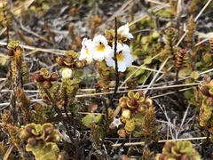 Euphrasia monroi