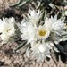 Argentipallium blandowskianum - Photo (c) davidsando,  זכויות יוצרים חלקיות (CC BY-NC), הועלה על ידי davidsando