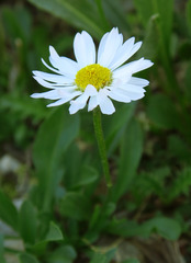 Erigeron garrettii