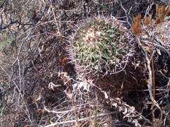 Echinofossulocactus zacatecasensis