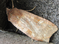 Diarsia canescens