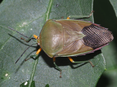 Piezosternum calidum