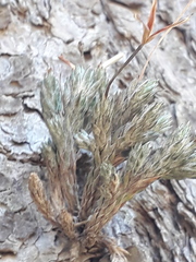 Tillandsia pedicellata