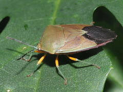 Piezosternum calidum