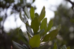 Escallonia illinita