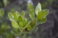 Escallonia illinita