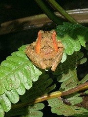 Pristimantis incomptus