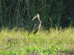 Aramus guarauna image