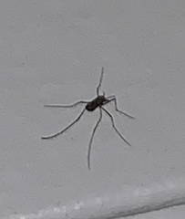 Aedes japonicus