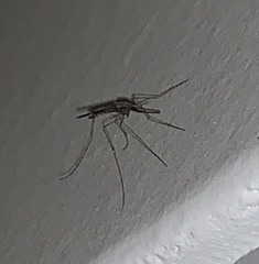 Aedes japonicus