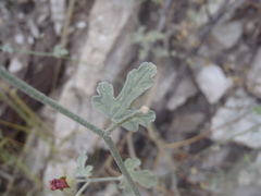 Sphaeralcea laxa