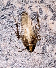 Blattella vaga