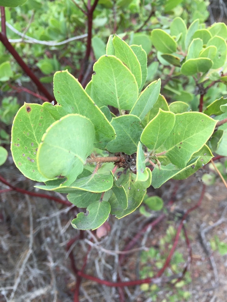 Arctostaphylos glandulosa glandulosa from Mount Diablo State Park ...