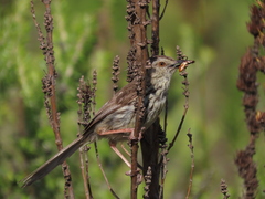 Karoo Prinia photo 5