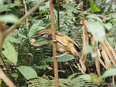 Pterorhinus pectoralis