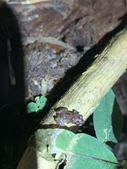 Pristimantis diadematus