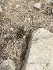 Phaulacridium marginale