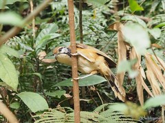 Pterorhinus pectoralis