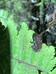 Pristimantis ventrimarmoratus