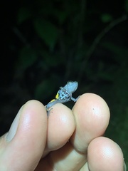 Pristimantis ventrimarmoratus