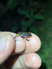 Pristimantis ventrimarmoratus