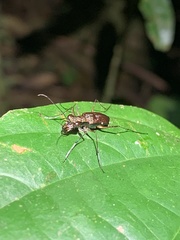 Odontochilina
