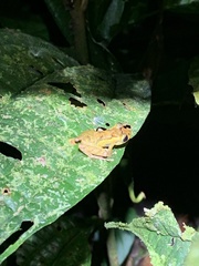 Pristimantis incomptus