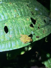 Pristimantis incomptus